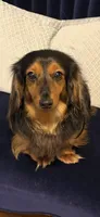 Lauren AKC , a female Miniature Dachshund for sale in Lincolnton, NC – Photo 8 of 8