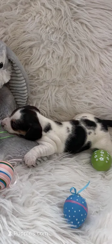 Lauren AKC  – Miniature Dachshund puppy for sale in Lincolnton, NC