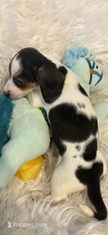 Lauren AKC , a female Miniature Dachshund for sale in Lincolnton, NC – Photo 1 of 4