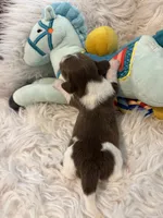Oscar AKC, a male Miniature Dachshund for sale in Lincolnton, NC – 5 of 9