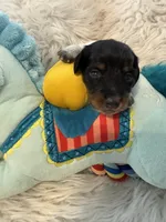 Oreo AKC, a male Miniature Dachshund for sale in Lincolnton, NC – 3 of 9