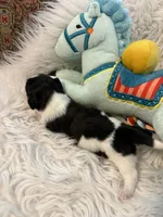 Olga AKC, a female Miniature Dachshund for sale in Lincolnton, NC – 4 of 7
