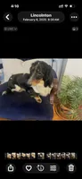 Ozzy AKC, a male Miniature Dachshund for sale in Lincolnton, NC – 6 of 7