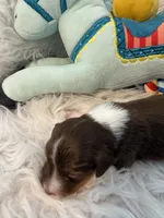 Oscar AKC, a male Miniature Dachshund for sale in Lincolnton, NC – 3 of 9
