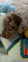 Nikki AKC, a female Miniature Dachshund for sale in Lincolnton, NC – 1 of 7
