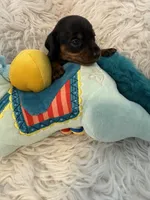Niles AKC, a male Miniature Dachshund for sale in Lincolnton, NC – 3 of 7