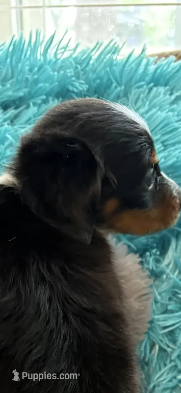Olivia AKC – Miniature Dachshund puppy for sale in Lincolnton, NC