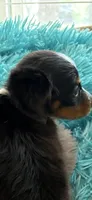 Olivia AKC, a female Miniature Dachshund for sale in Lincolnton, NC – 1 of 10