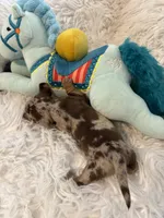 Nikki AKC, a female Miniature Dachshund for sale in Lincolnton, NC – 6 of 7