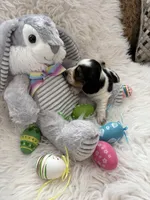 Lydia AKC, a female Miniature Dachshund for sale in Lincolnton, NC – Photo 7 of 9