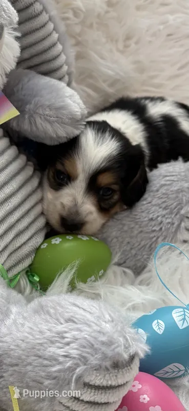 Lydia AKC – Miniature Dachshund puppy for sale in Lincolnton, NC