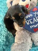 Ozzy AKC, a male Miniature Dachshund for sale in Lincolnton, NC – 8 of 10