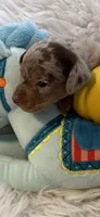 Nikki AKC, a female Miniature Dachshund for sale in Lincolnton, NC – 4 of 7