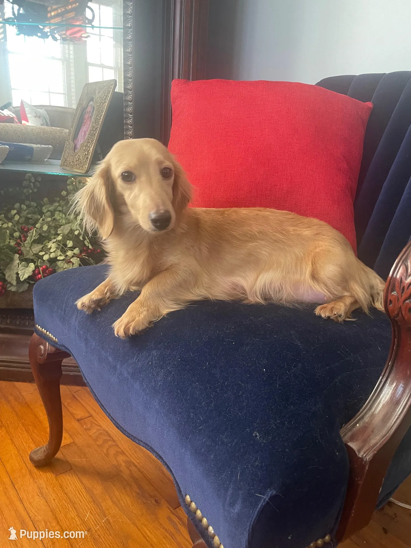 Mason AKC, a male Miniature Dachshund for sale in Lincolnton, NC – Photo 6 of 7