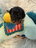 Oreo AKC, a male Miniature Dachshund for sale in Lincolnton, NC – 5 of 9
