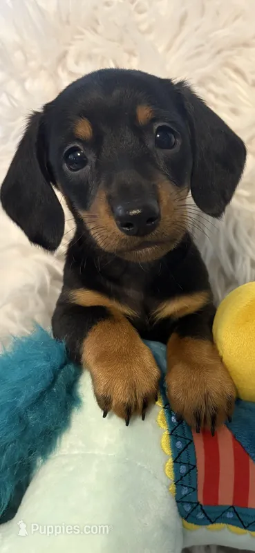 Larry AKC – Miniature Dachshund puppy for sale in Lincolnton, NC
