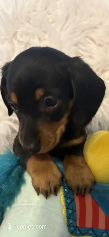 Larry AKC – Miniature Dachshund puppy for sale in Lincolnton, NC