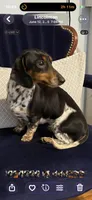 Larry AKC, a male Miniature Dachshund for sale in Lincolnton, NC – Photo 7 of 8