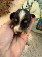 Olga AKC, a female Miniature Dachshund for sale in Lincolnton, NC – 1 of 7