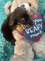Ozzy AKC, a male Miniature Dachshund for sale in Lincolnton, NC – 4 of 10