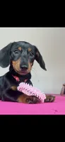 Larry AKC, a male Miniature Dachshund for sale in Lincolnton, NC – 2 of 4