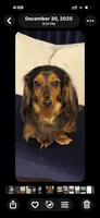 Oreo AKC, a male Miniature Dachshund for sale in Lincolnton, NC – 9 of 9