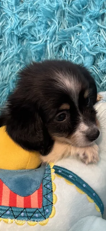 Olga AKC – Miniature Dachshund puppy for sale in Lincolnton, NC