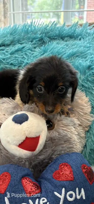 Oreo AKC – Miniature Dachshund puppy for sale in Lincolnton, NC