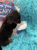Ozzy AKC, a male Miniature Dachshund for sale in Lincolnton, NC – 2 of 10