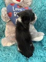 Olivia AKC, a female Miniature Dachshund for sale in Lincolnton, NC – 6 of 10