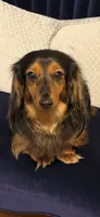 Oscar AKC, a male Miniature Dachshund for sale in Lincolnton, NC – 9 of 9