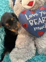 Ozzy AKC, a male Miniature Dachshund for sale in Lincolnton, NC – 7 of 10