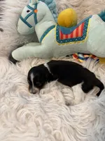 Olivia AKC, a female Miniature Dachshund for sale in Lincolnton, NC – 6 of 8