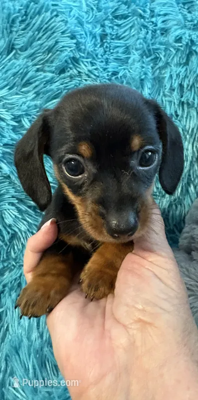 Niles AKC – Miniature Dachshund puppy for sale in Lincolnton, NC