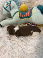 Oscar AKC, a male Miniature Dachshund for sale in Lincolnton, NC – 8 of 9