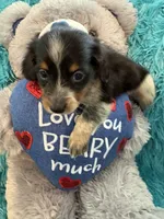 Olivia AKC, a female Miniature Dachshund for sale in Lincolnton, NC – 8 of 10