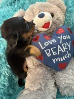 Ozzy AKC, a male Miniature Dachshund for sale in Lincolnton, NC – 6 of 10