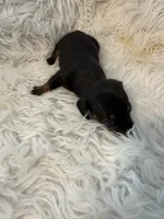 Niles AKC, a male Miniature Dachshund for sale in Lincolnton, NC – 2 of 7