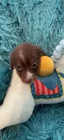 Oscar AKC, a male Miniature Dachshund for sale in Lincolnton, NC – 3 of 8