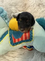 Oreo AKC, a male Miniature Dachshund for sale in Lincolnton, NC – 4 of 9