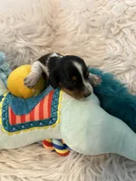 Olivia AKC, a female Miniature Dachshund for sale in Lincolnton, NC – 5 of 8