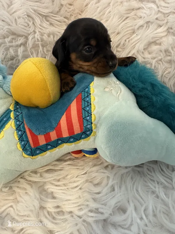 Onyx AKC – Miniature Dachshund puppy for sale in Lincolnton, NC