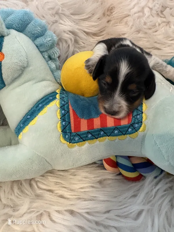 Olivia AKC – Miniature Dachshund puppy for sale in Lincolnton, NC