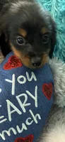 Onyx AKC, a male Miniature Dachshund for sale in Lincolnton, NC – 5 of 7