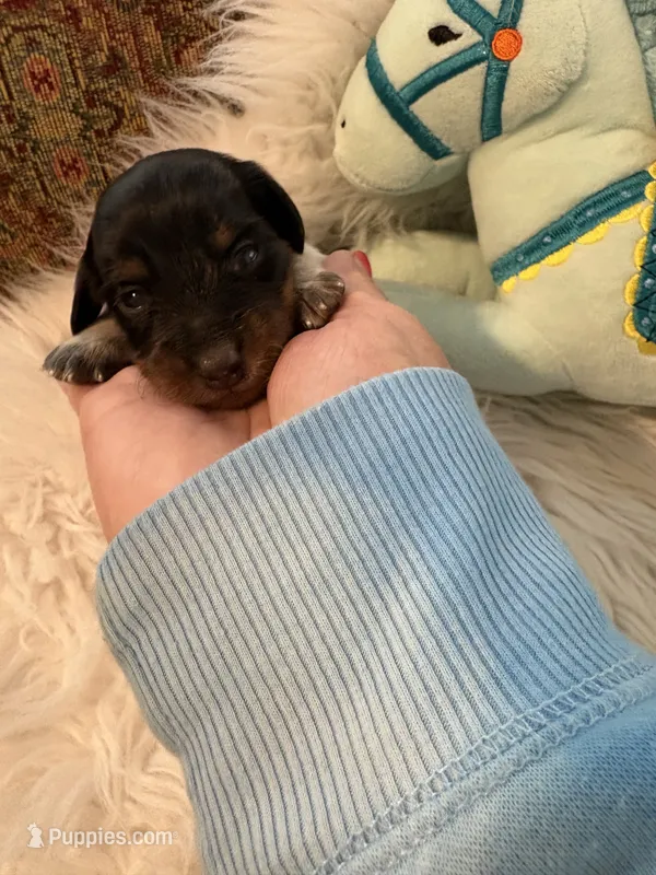 Oreo AKC – Miniature Dachshund puppy for sale in Lincolnton, NC