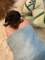 Oreo AKC, a male Miniature Dachshund for sale in Lincolnton, NC – 1 of 9