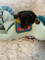 Onyx AKC, a male Miniature Dachshund for sale in Lincolnton, NC – 5 of 7