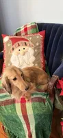 Sunshine, a female Miniature Dachshund for sale in Lincolnton, NC – Photo 1 of 7