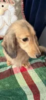 Sunshine, a female Miniature Dachshund for sale in Lincolnton, NC – Photo 4 of 7
