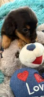 Onyx AKC, a male Miniature Dachshund for sale in Lincolnton, NC – 4 of 7